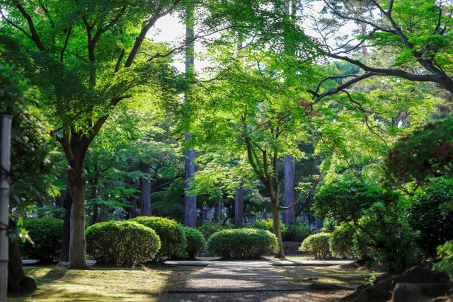 De groene schoonheid van Japanse tuinen